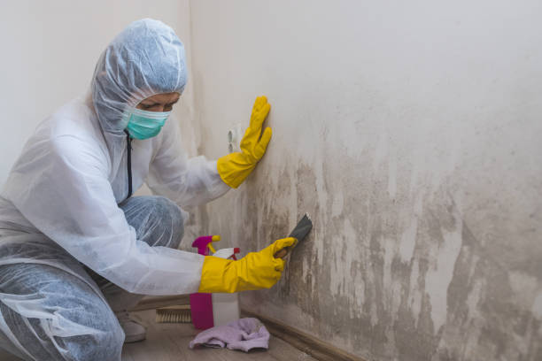 Best Industrial Mold Remediation in Cozad, NE