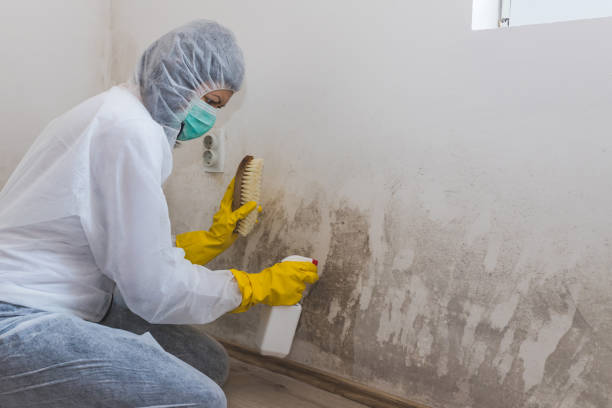 Best Insurance-Related Mold Remediation in Cozad, NE