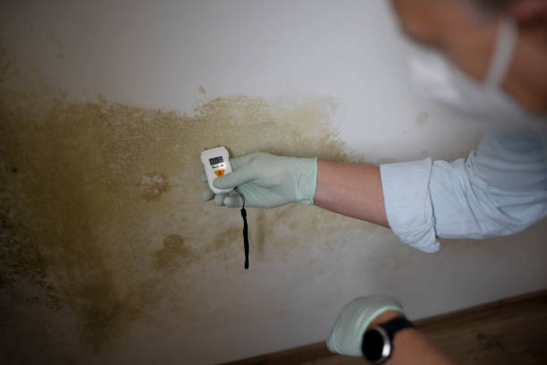 Best Crawl Space Mold Remediation in Cozad, NE