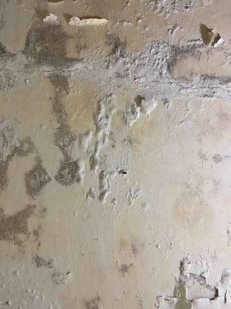 Best Mold Remediation for Schools in Cozad, NE