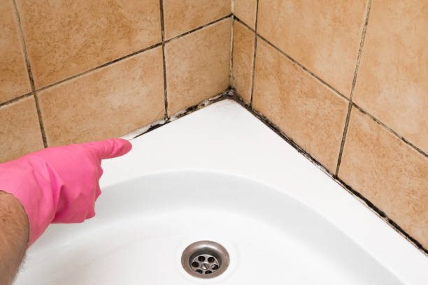 Best Attic Mold Remediation in Cozad, NE
